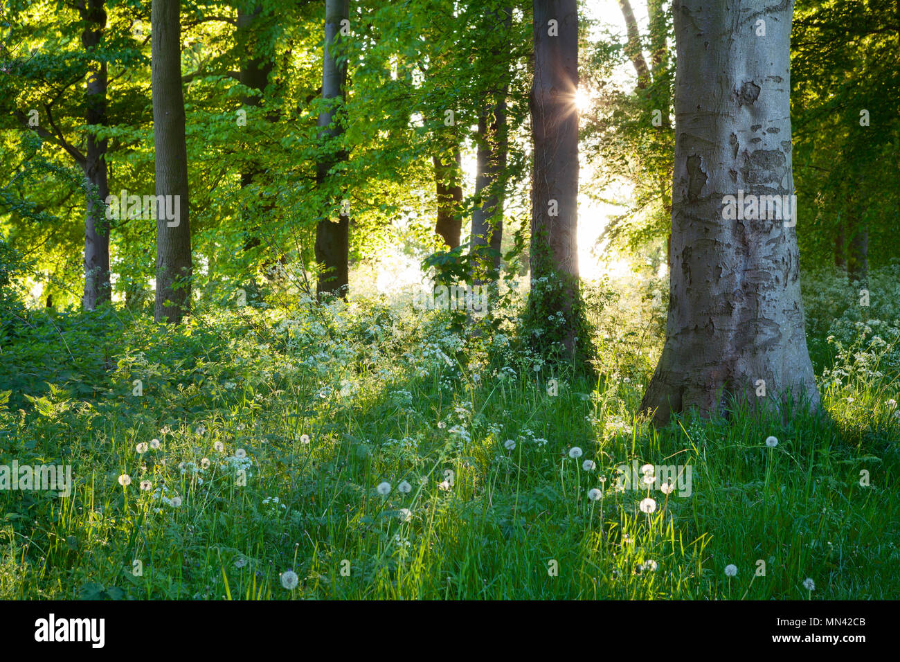 Barton-upon-Humber, North Lincolnshire, UK. 14th May, 2018. UK Weather: Early morning light on Cow Parsley and Beech Trees in Baysgarth Park in Spring. Barton-upon-Humber, North Lincolnshire, UK. 14th May 2018. Credit: LEE BEEL/Alamy Live News Stock Photo