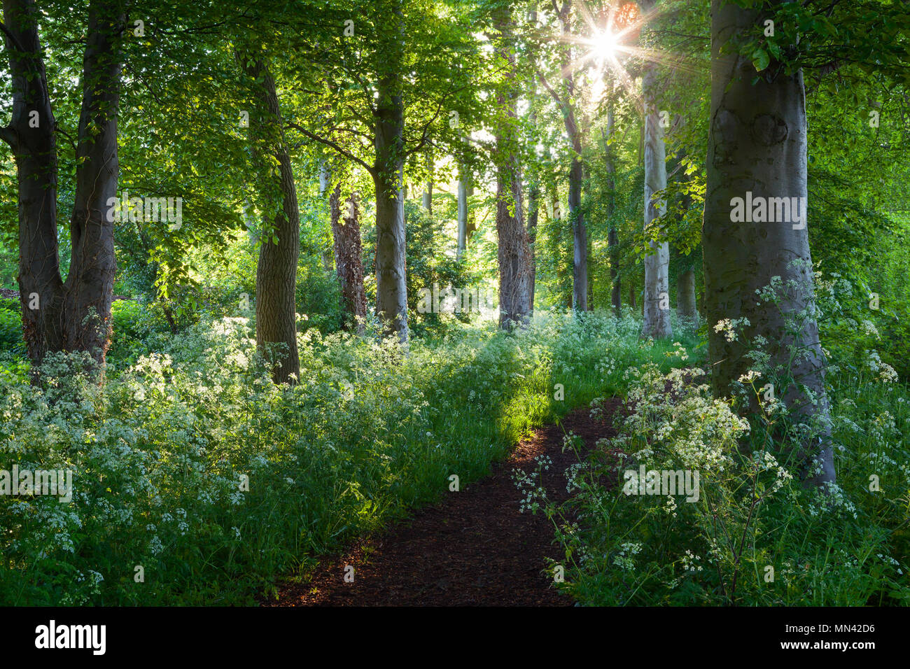 Barton-upon-Humber, North Lincolnshire, UK. 14th May, 2018. UK Weather: Early morning light on Cow Parsley and Beech Trees in Baysgarth Park in Spring. Barton-upon-Humber, North Lincolnshire, UK. 14th May 2018. Credit: LEE BEEL/Alamy Live News Stock Photo
