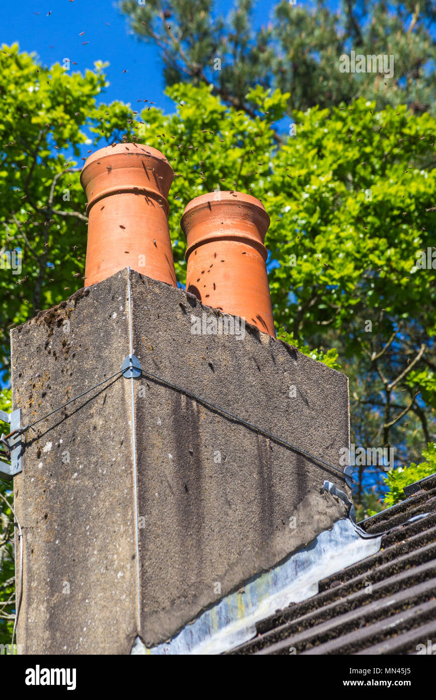 Bournemouth, Dorset, UK. 14th May 2018. UK weather bees swarming in