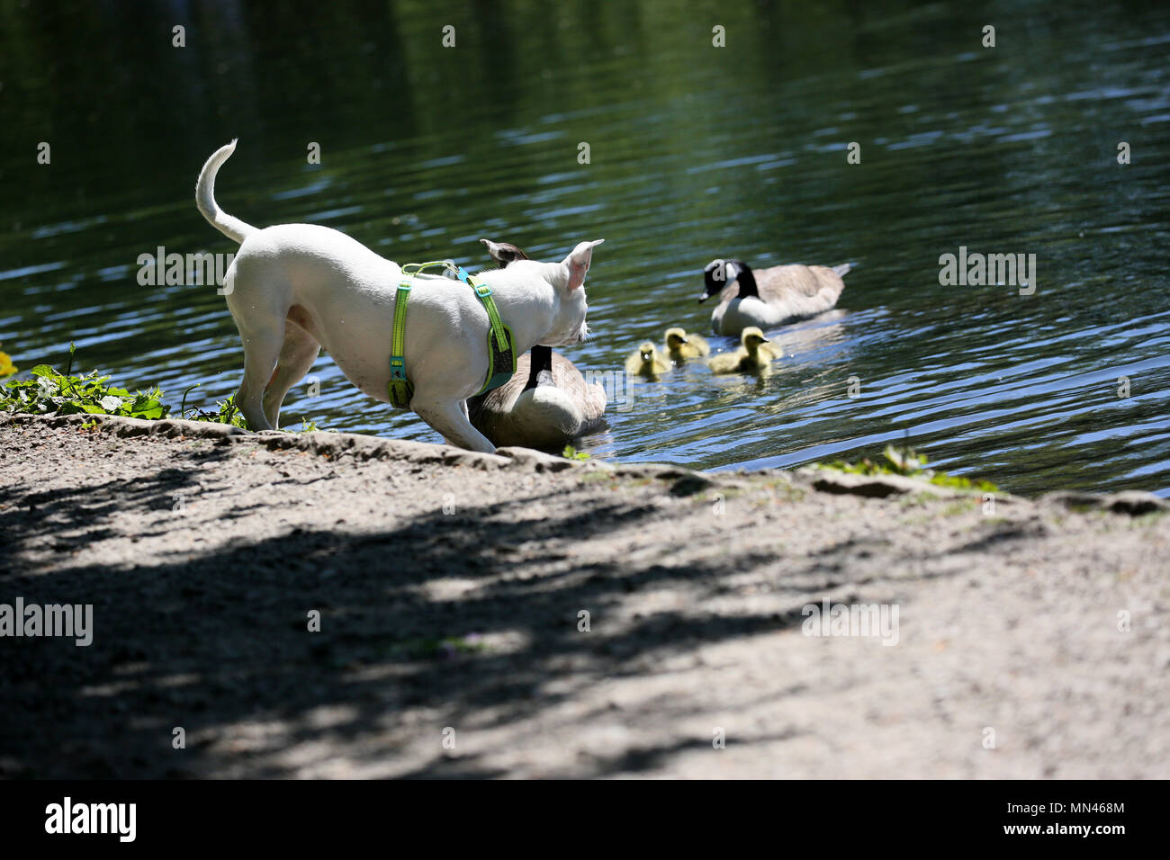 Vicious birds hi res stock photography and images Page 2 Alamy