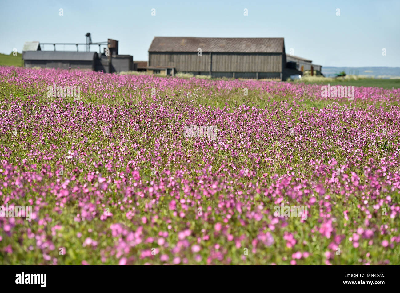 Salisbury Plain Wiltshire Uk 14 May 2018 Uk Weather Field Of Bright Pink Flowers Next To