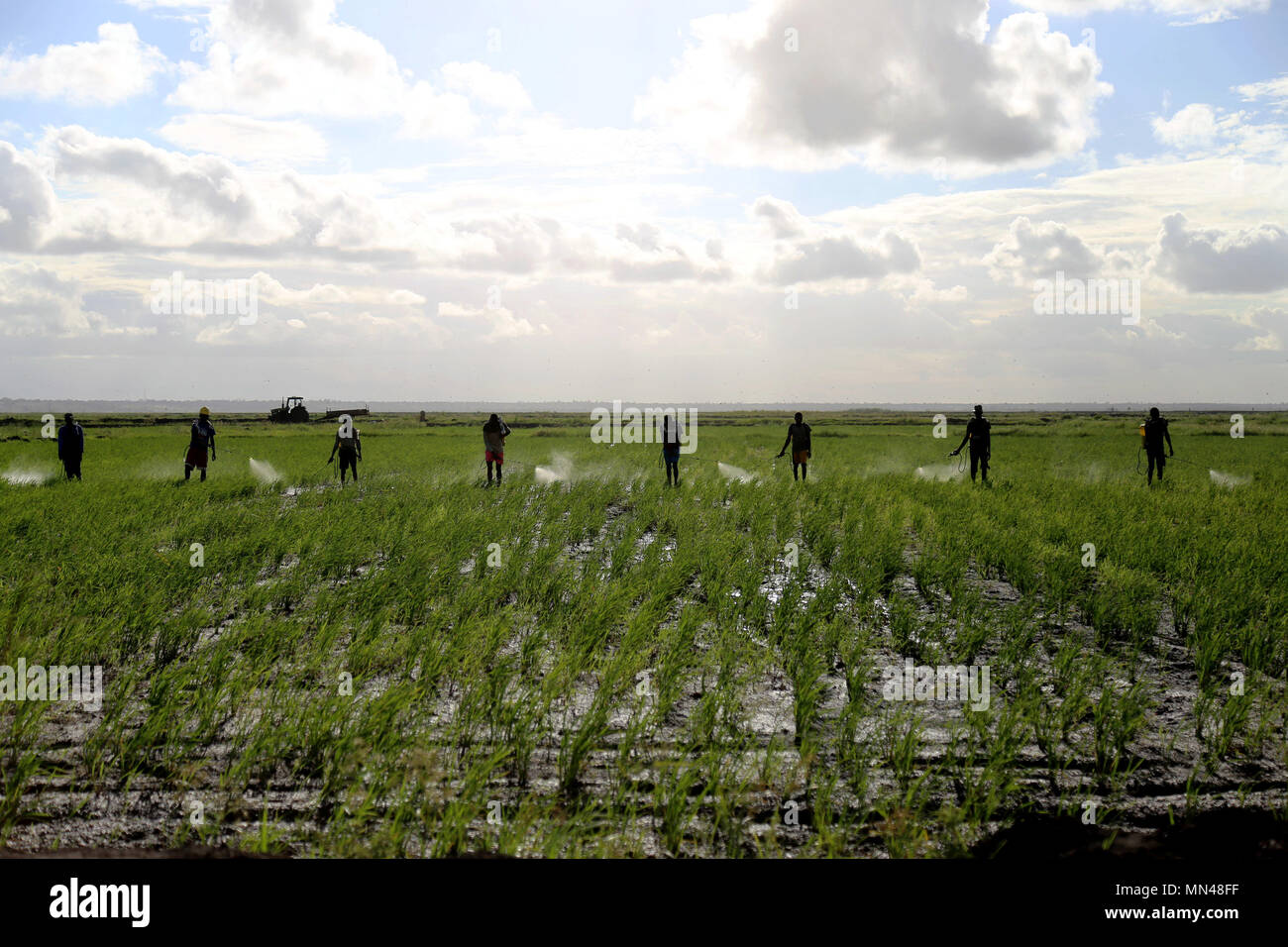 Rice processing in africa hi-res stock photography and images - Alamy