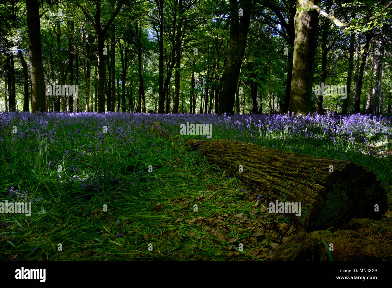 Groverly Woods Great Wishfrord Nr Salisbury 15th May 2018 . The bluebell season is very near over as the tree canopy fills with new leaves. Credit Paul Chambers Credit: © pcp/ Alamy Stock Photo (Default)/Alamy Live News Stock Photo