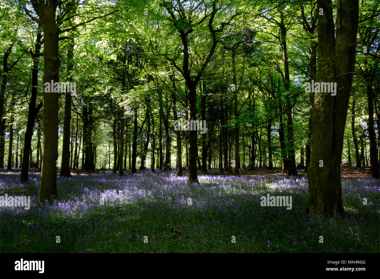 Groverly Woods Great Wishfrord Nr Salisbury 15th May 2018 . The bluebell season is very near over as the tree canopy fills with new leaves. Credit Paul Chambers Credit: © pcp/ Alamy Stock Photo (Default)/Alamy Live News Stock Photo