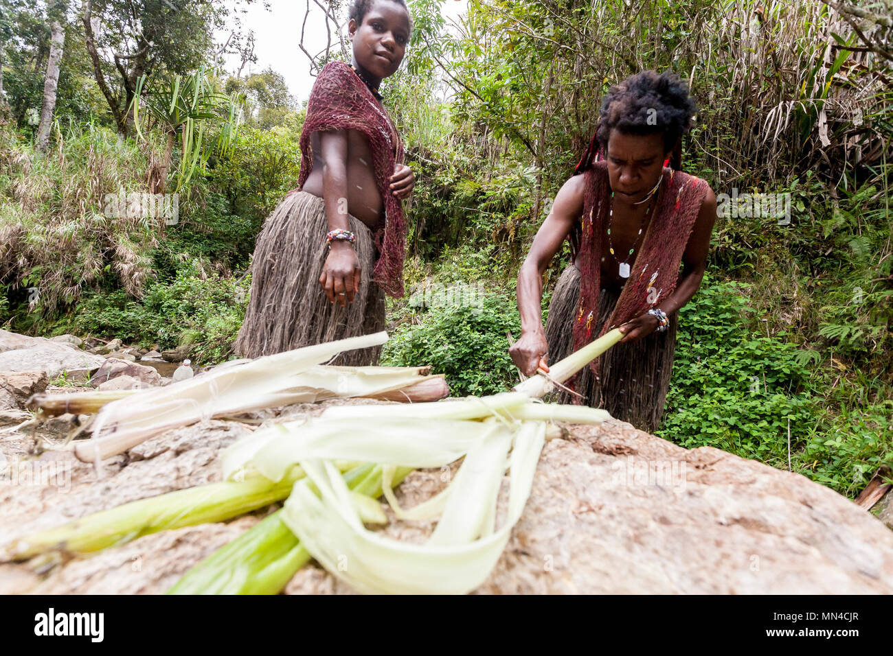 Wamena, Indonesia: Dani women extracting salt using stalks of plants in the Baliem Valley, Papua New Guinea. Stock Photo