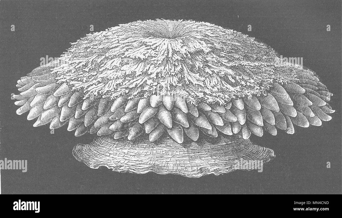 COELENTARATA. Endive-anemone, Crambactis 1896 old antique print picture Stock Photo