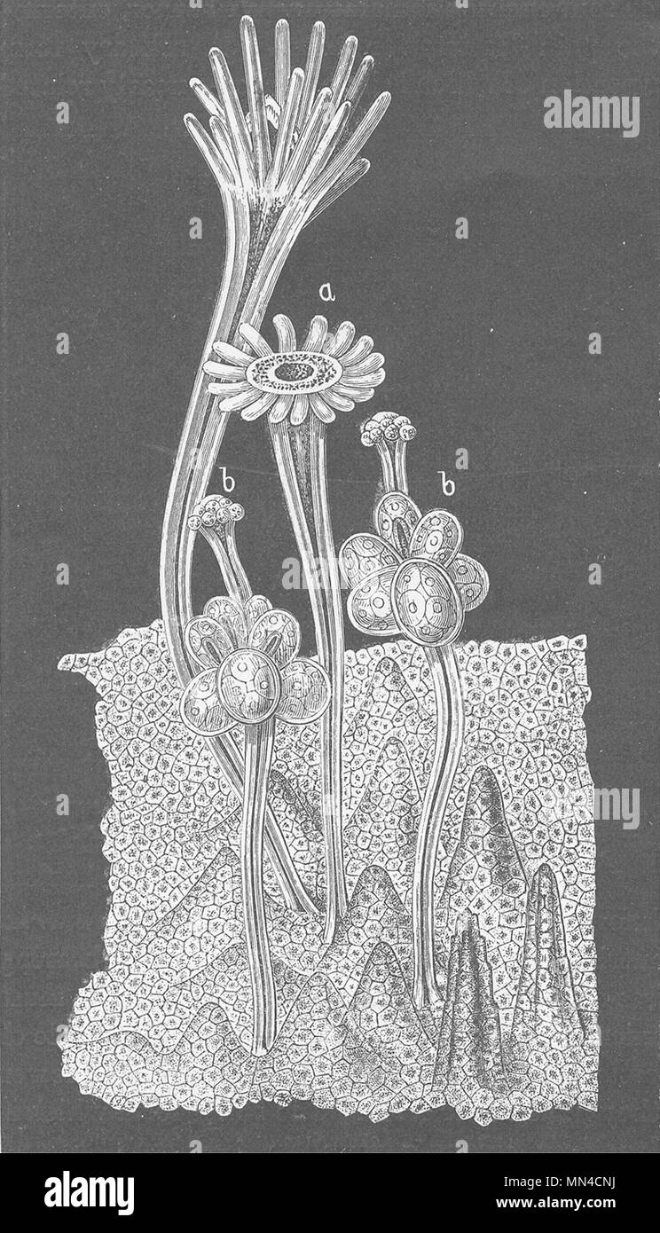 COELENTARATA. Female stock of Hydractinia echinata 1896 old antique print Stock Photo