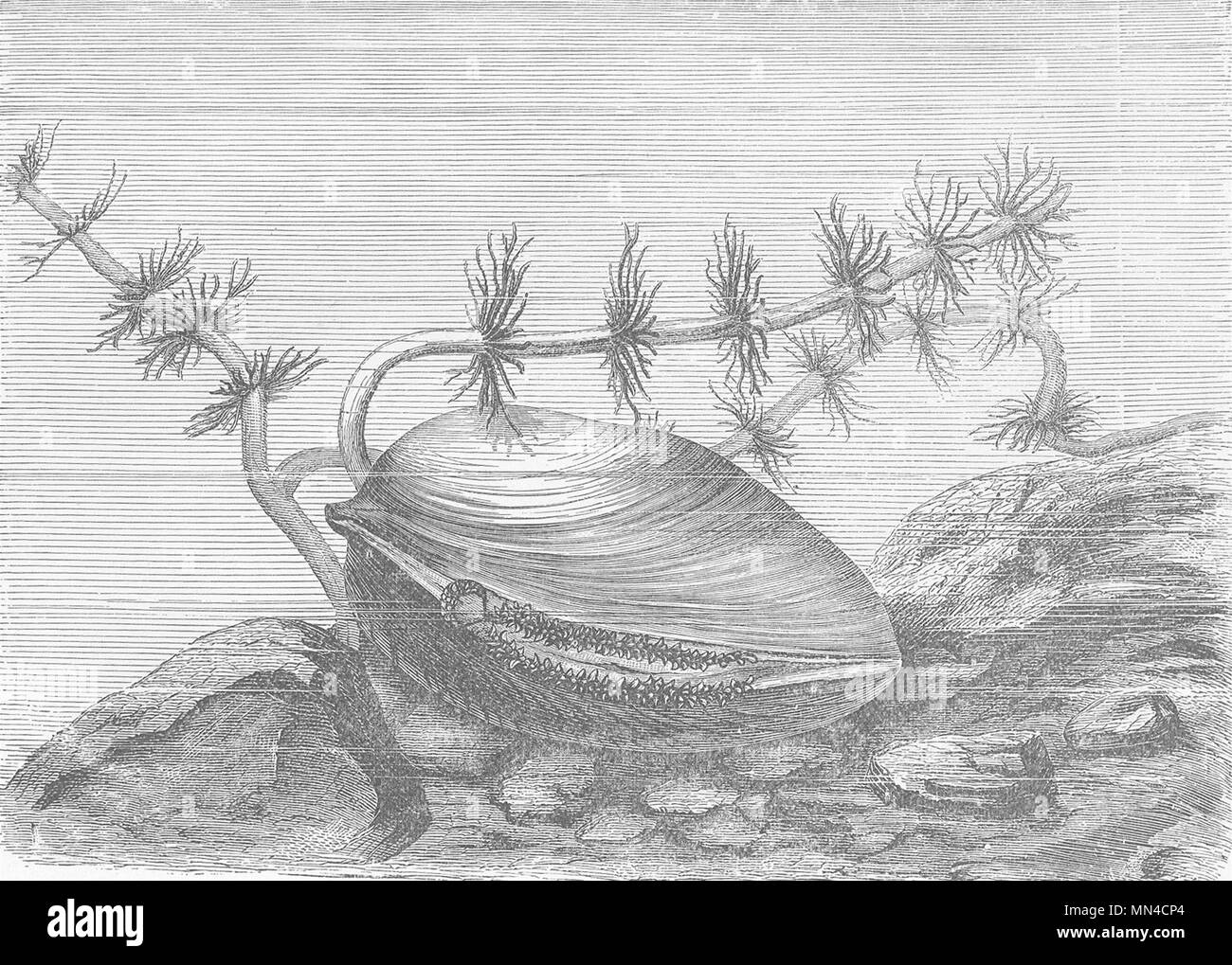MOLLUSCS. Large river-mussel, Anodonta cygnea 1896 old antique print picture Stock Photo