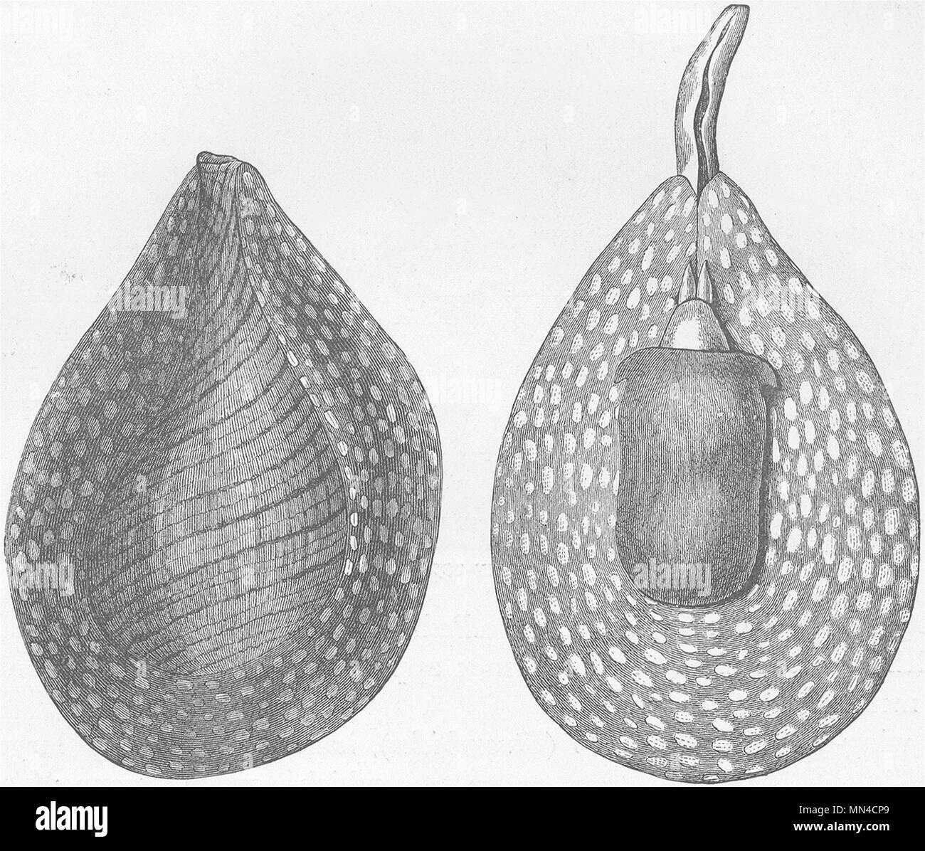 MOLLUSCS. Fig-shell  (Pirula ventricosa) 1896 old antique print picture Stock Photo