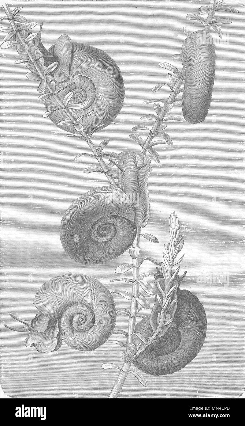 MOLLUSCS. Ramshorn snail  (Planorbis coreus) 1896 old antique print picture Stock Photo