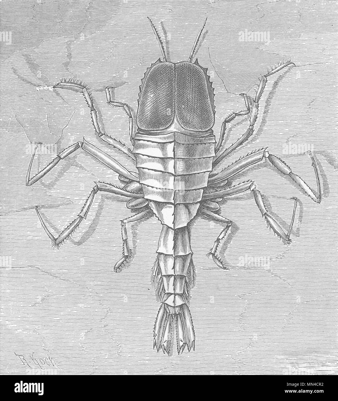 CRUSTACEANS. Transparent ocean-shrimp, Cystosoma neptuni 1896 old print Stock Photo