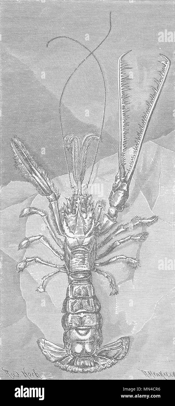 CRUSTACEANS. One-clawed lobster, Thaumastocheles zeleuca 1896 old print Stock Photo