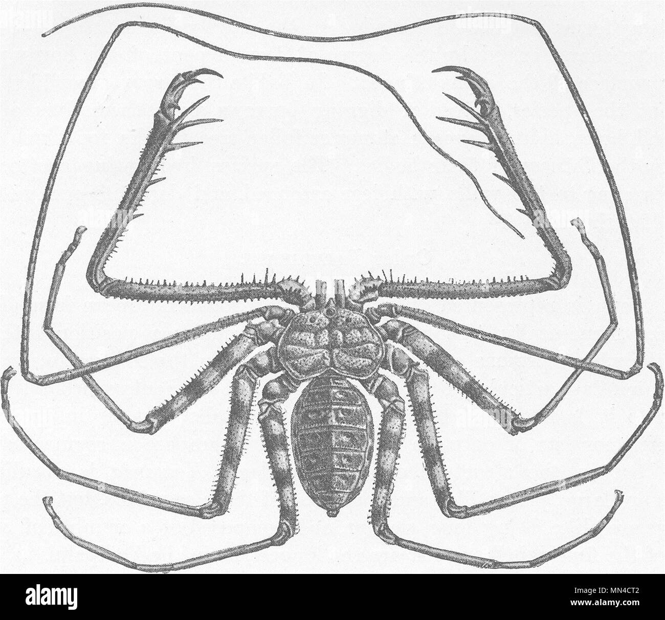 SCORPIONS. West Africa tailless whip-scorpion, Titanodamen johnstoni 1896 Stock Photo