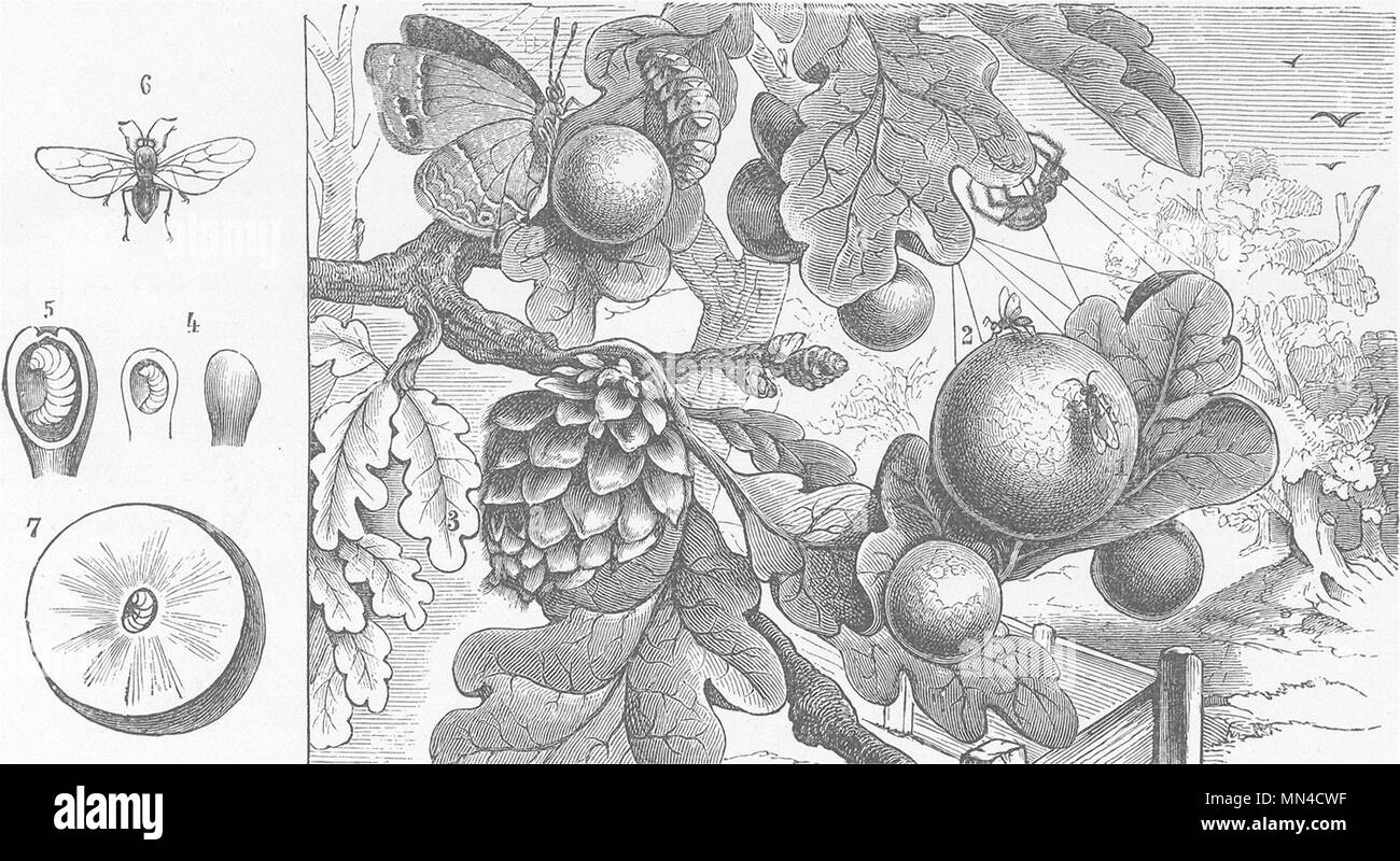 INSECTS. Oakgall wasp, etc 1896 old antique vintage print picture
