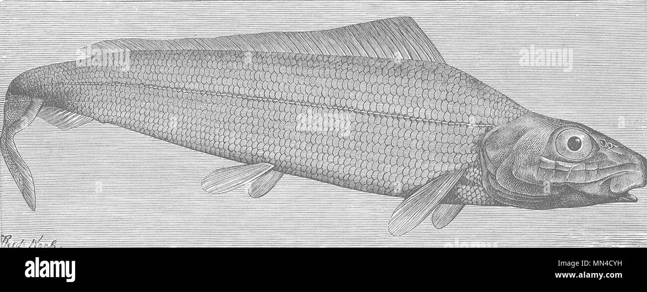 FISH. Long-finned herring 1896 old antique vintage print picture Stock Photo