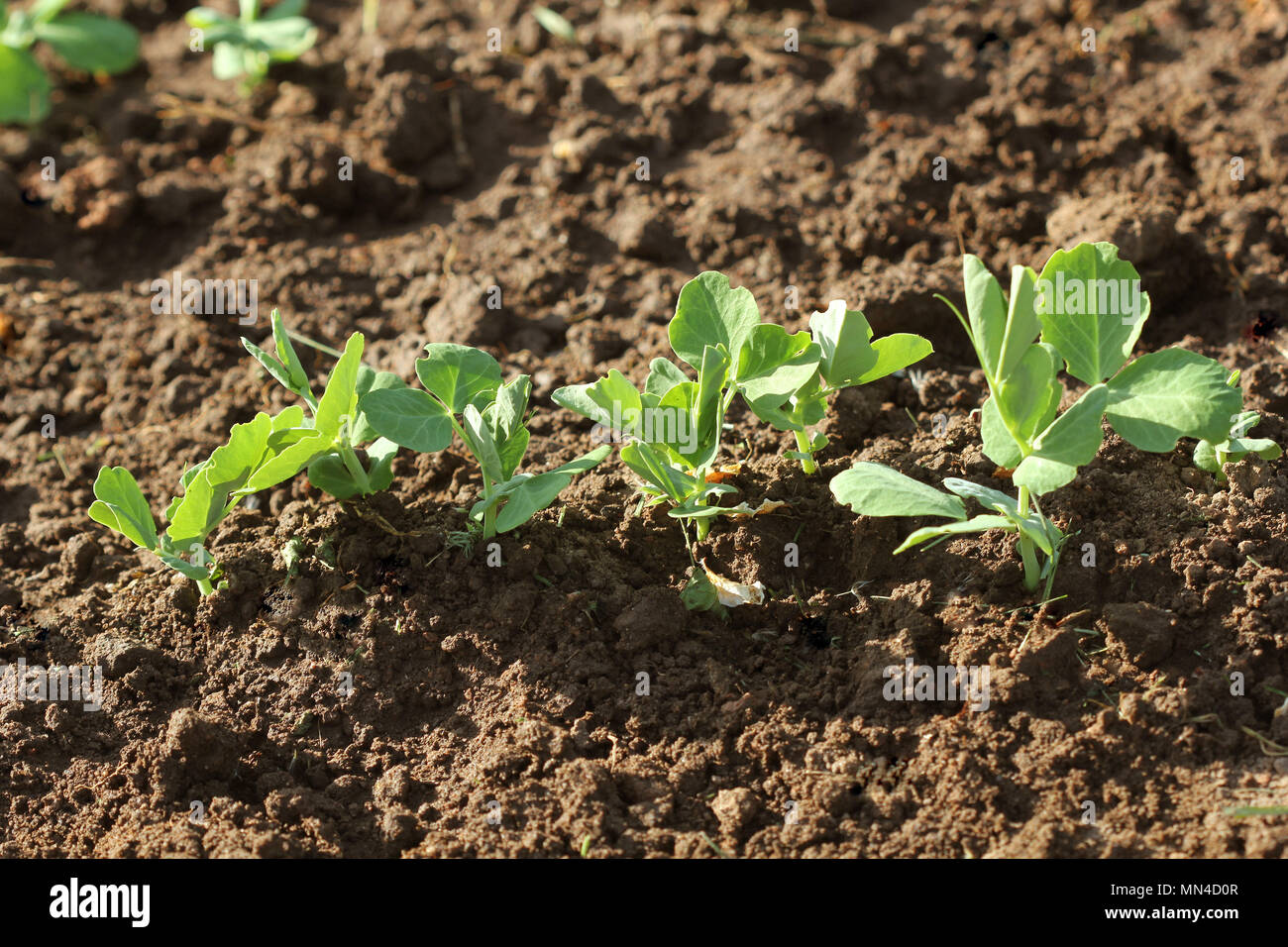 Sprouts of young peas grow on the bed Stock Photo Alamy