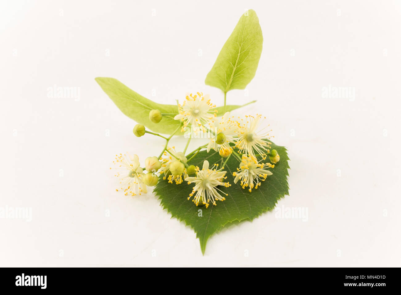 Linden Flowers on a White Background. Stock Photo