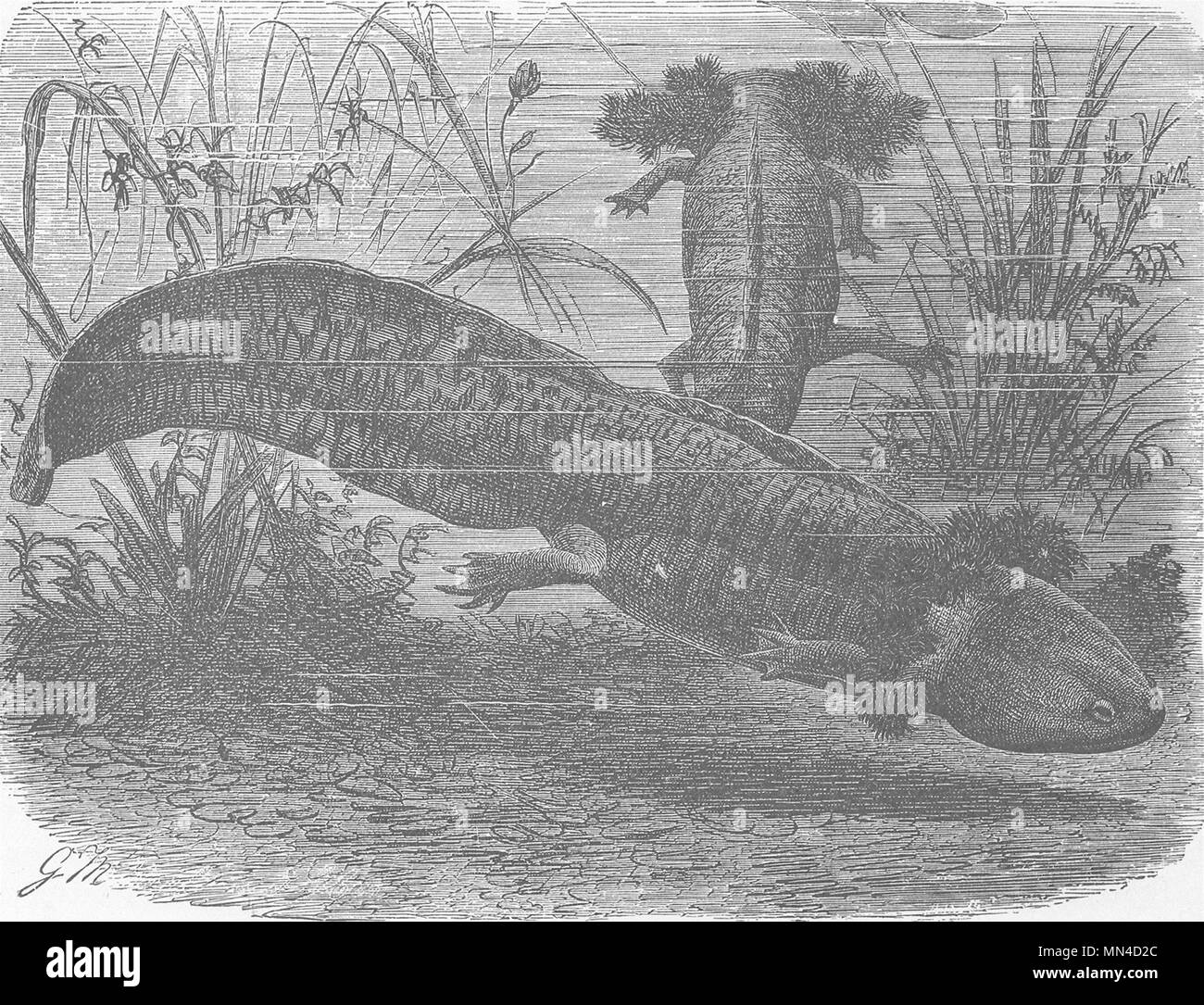 AMPHIBIANS. Larval stage of Mexican axolotl  1896 old antique print picture Stock Photo