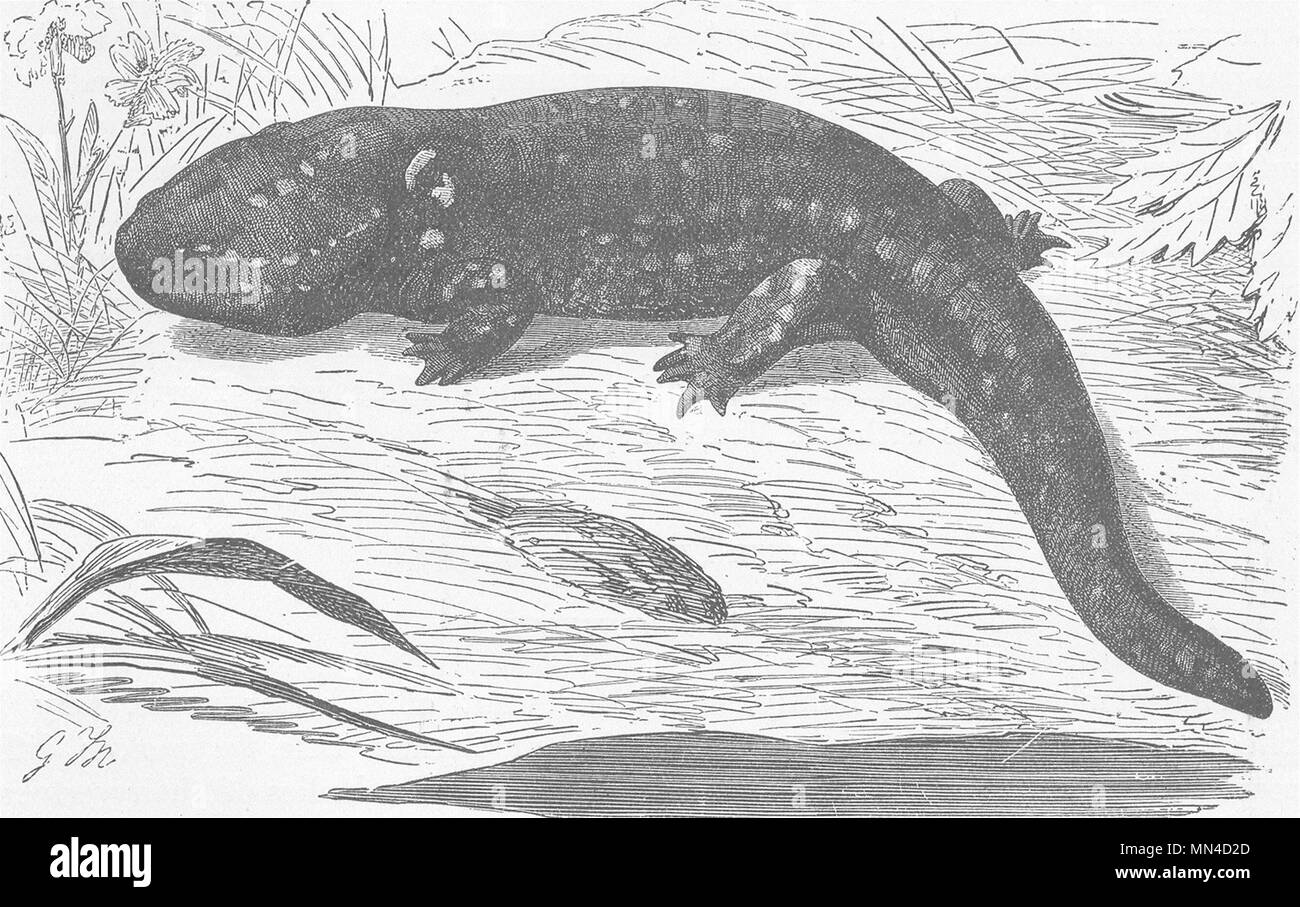 AMPHIBIANS. Adult of Mexican axolotl  1896 old antique vintage print picture Stock Photo