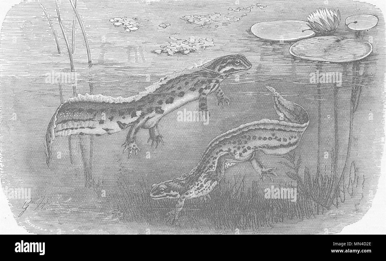 AMPHIBIANS. Male & female of common newt  1896 old antique print picture Stock Photo