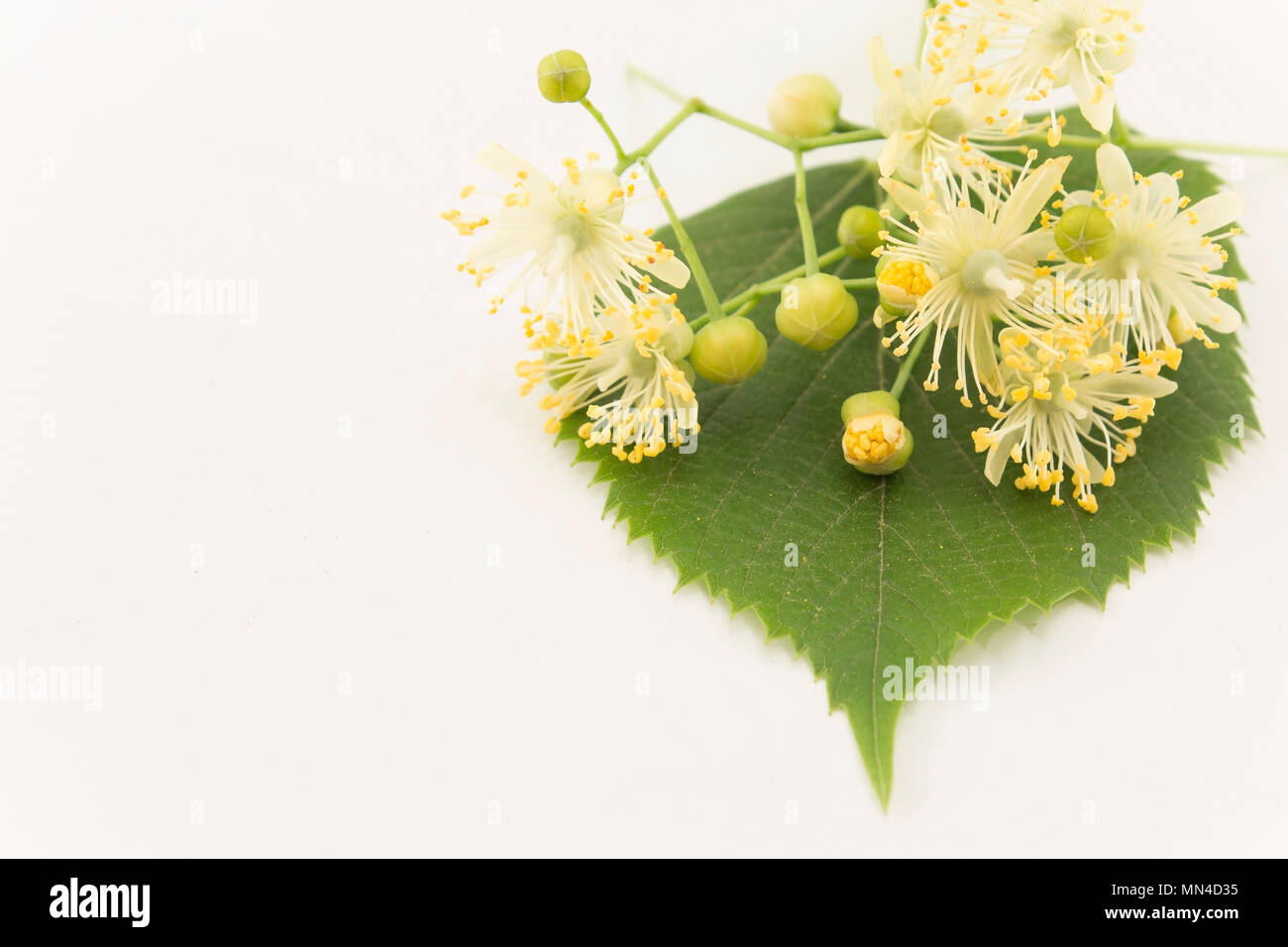 Linden Flowers on a White Background. Stock Photo