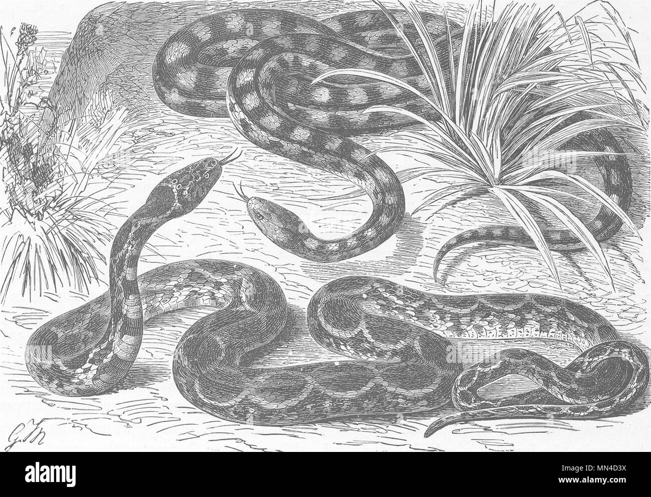 ANIMALS. Black-marked & horseshoe-snakes  1896 old antique print picture Stock Photo