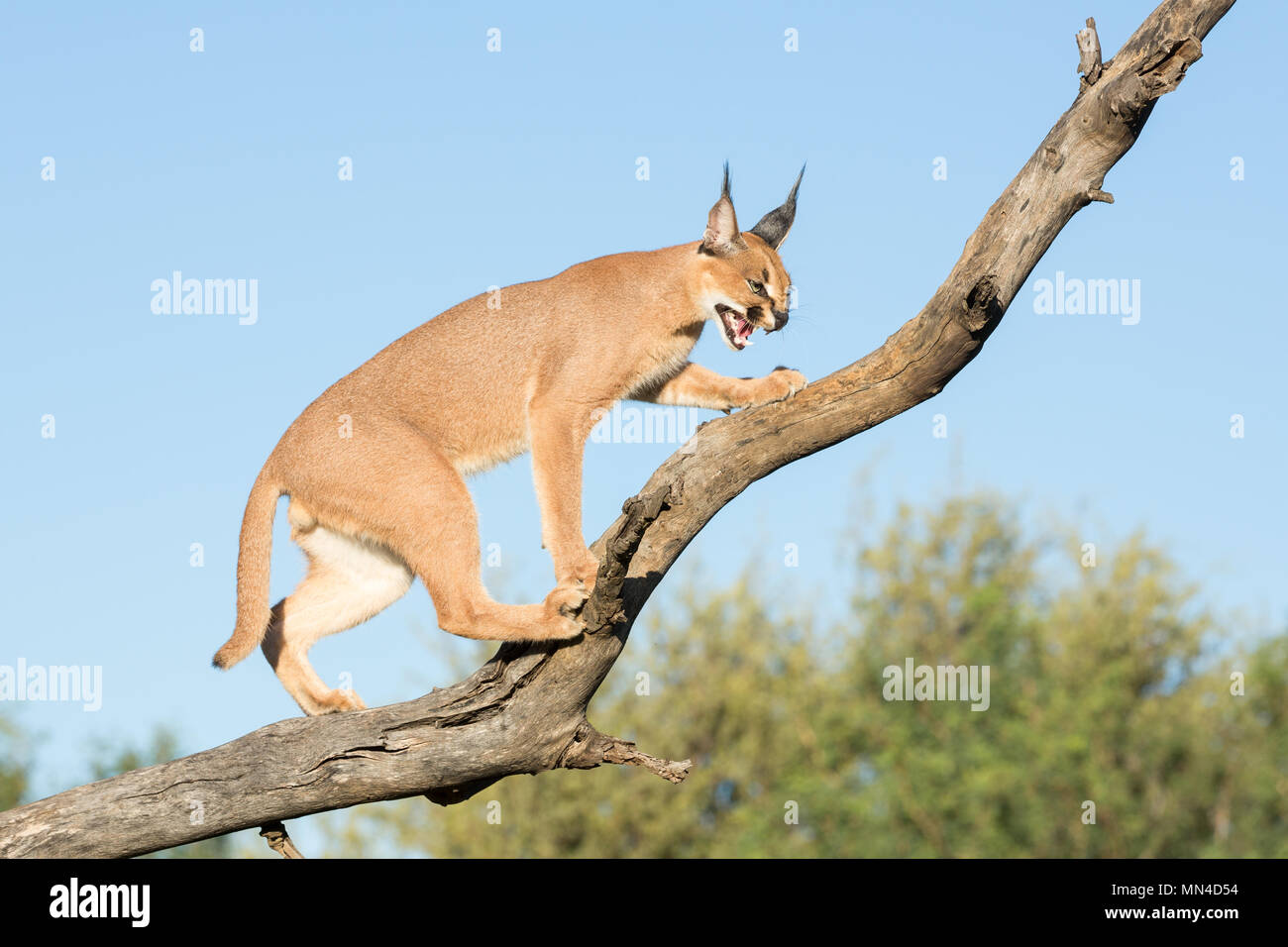 A single Caracal cat on a tree branch, snarling. South Africa Stock Photo