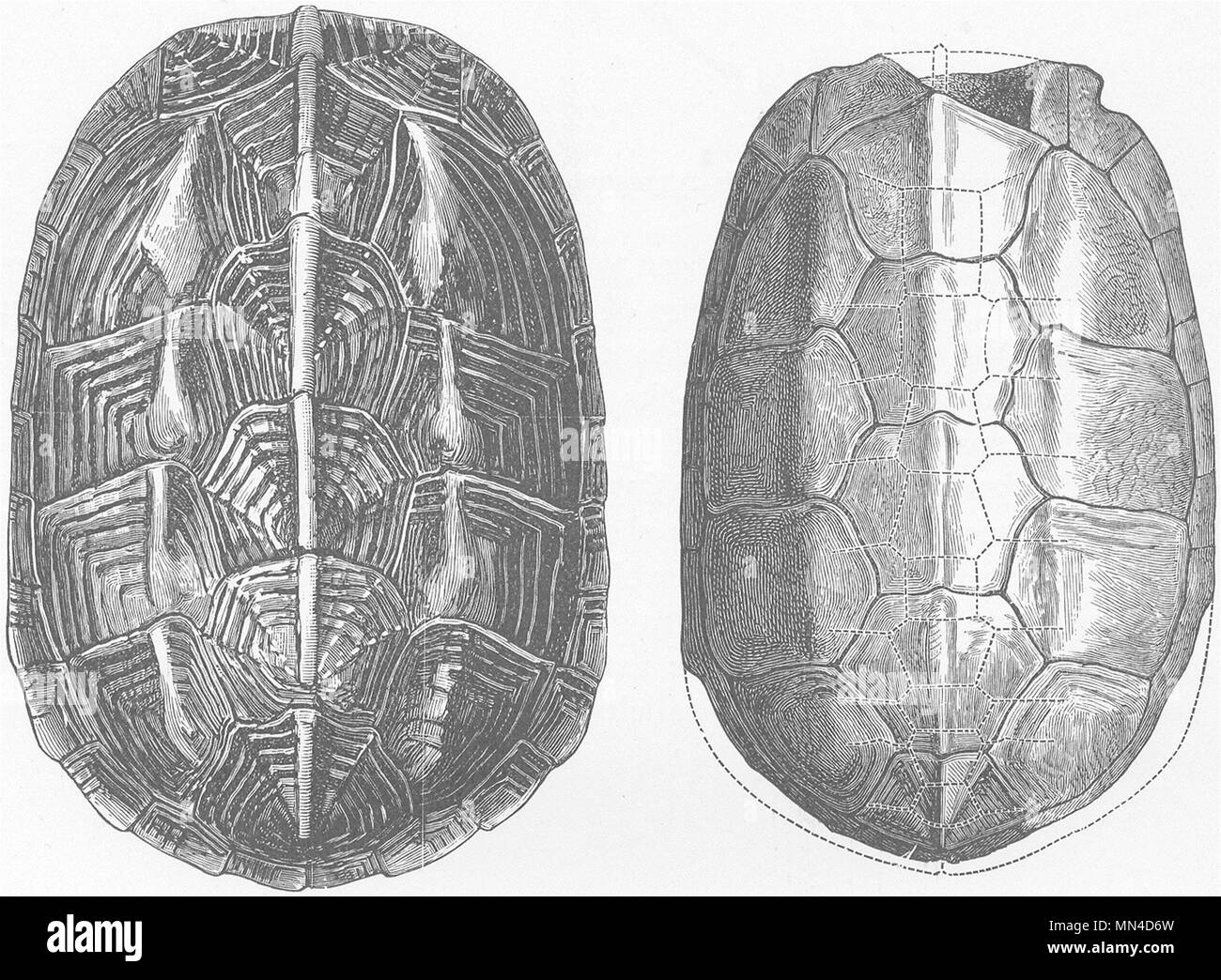 Terapent Shell CHAIBASSA TERRAPIN. Shell & fossil-no horny shields 1896 old antique ...