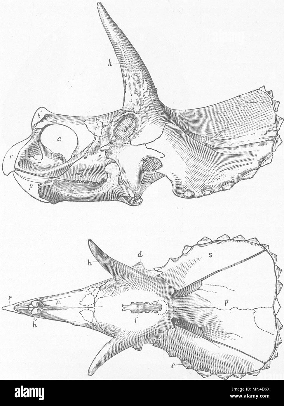 DINOSAURS. Upper & side skull of horned dinosaur 1896 old antique print Stock Photo