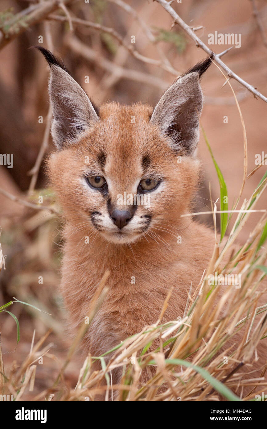 A baby Caracal Kitten in South Africa. Felis Caracal Stock Photo