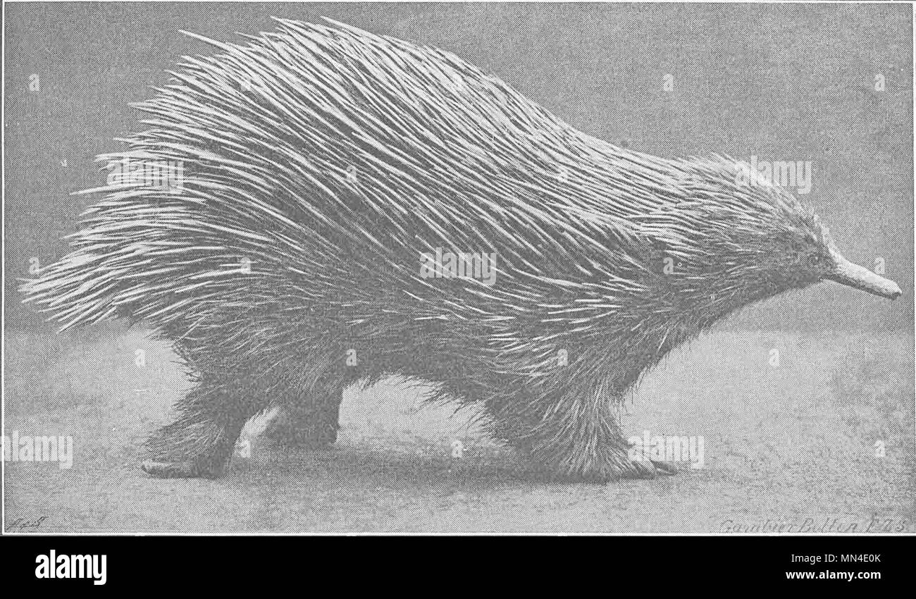 MONOTREMES. Echidna walking 1894 old antique vintage print picture Stock Photo