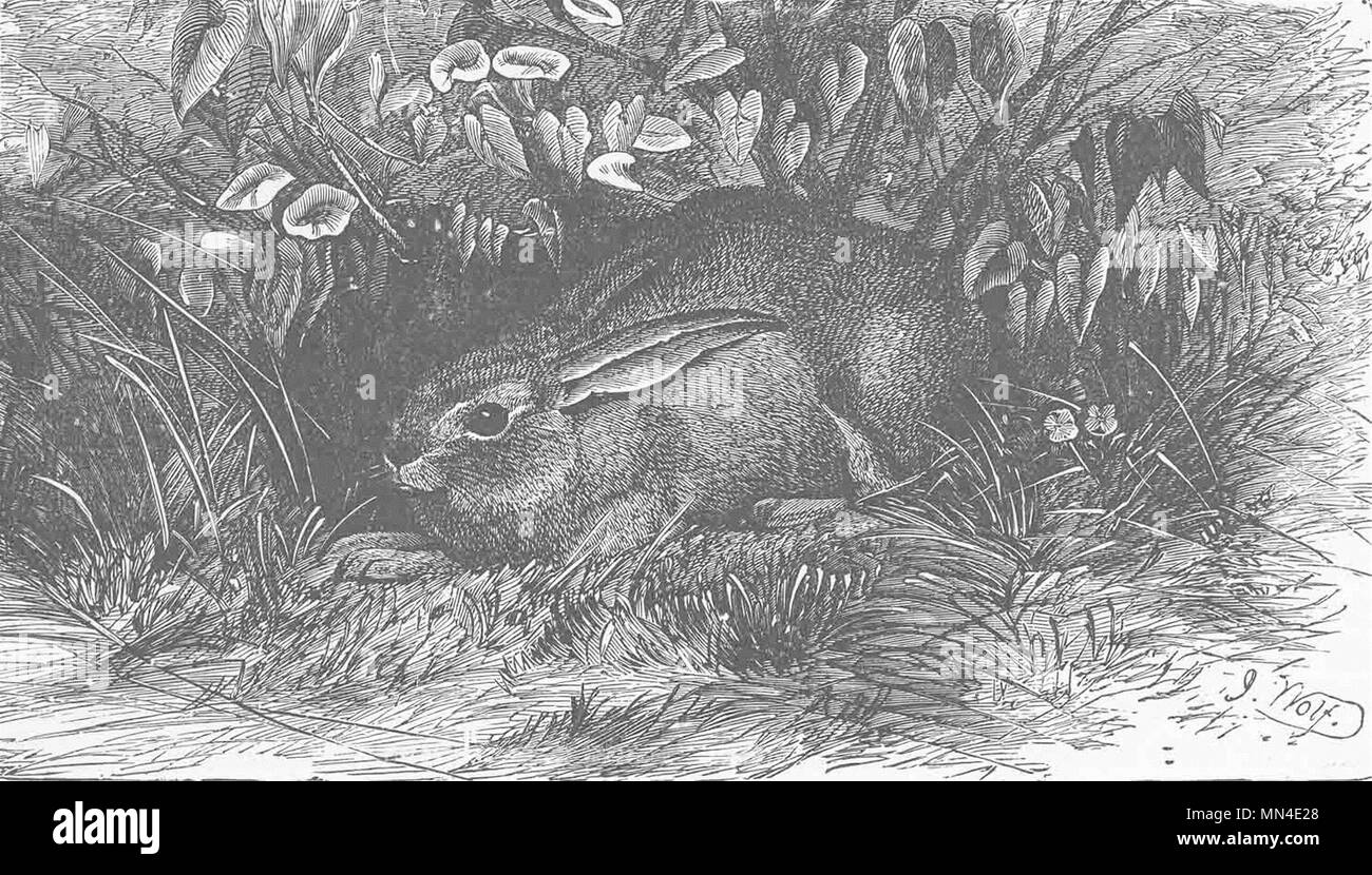 HARES. Hare in its form 1894 old antique vintage print picture Stock Photo