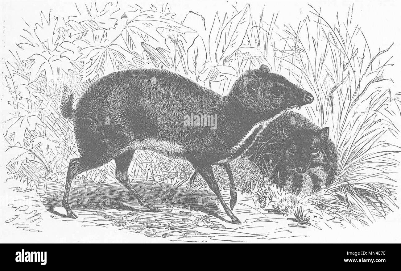 UNGULATES. Smaller Malayan chevrotain  1894 old antique vintage print picture Stock Photo