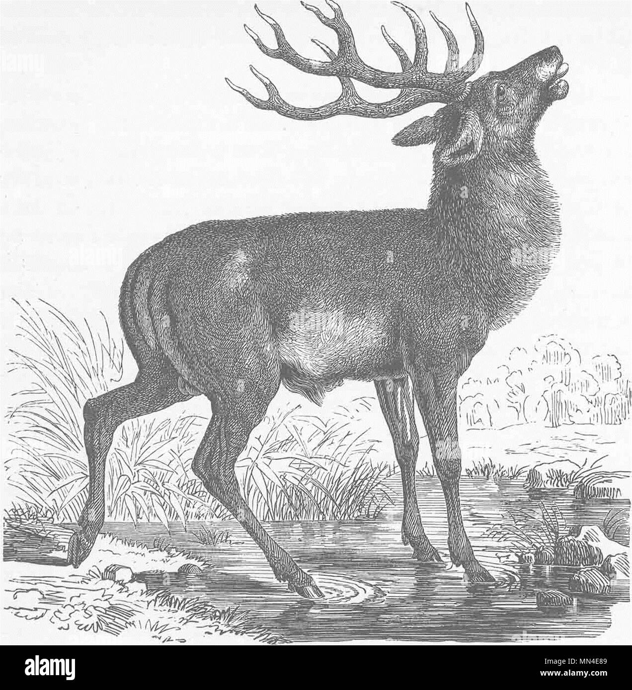 DEER. Red deer at a pool 1894 old antique vintage print picture Stock ...