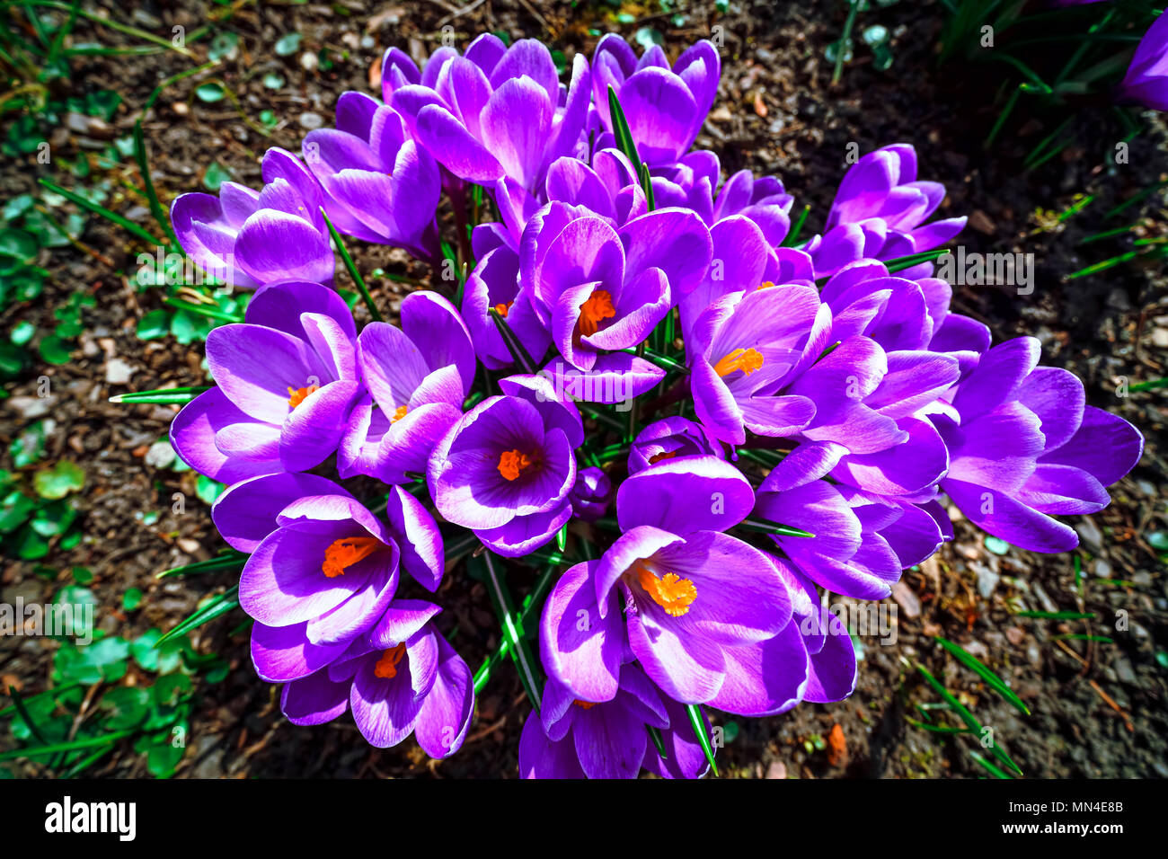 Blooming crocuses in spring, Blühende Krokusse im Frühling Stock Photo
