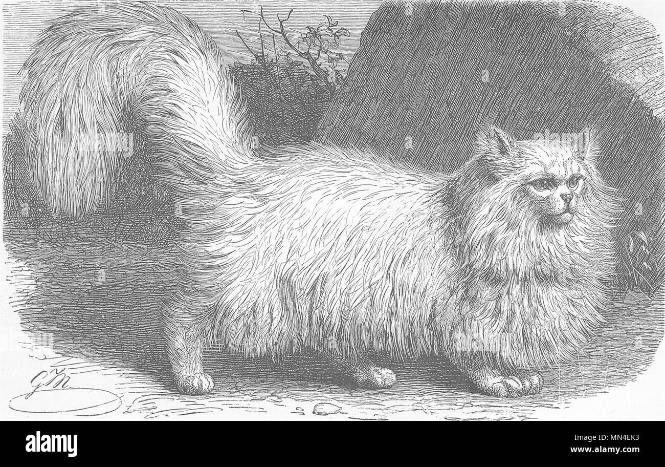 CATS. The angora cat 1893 old antique vintage print picture Stock Photo