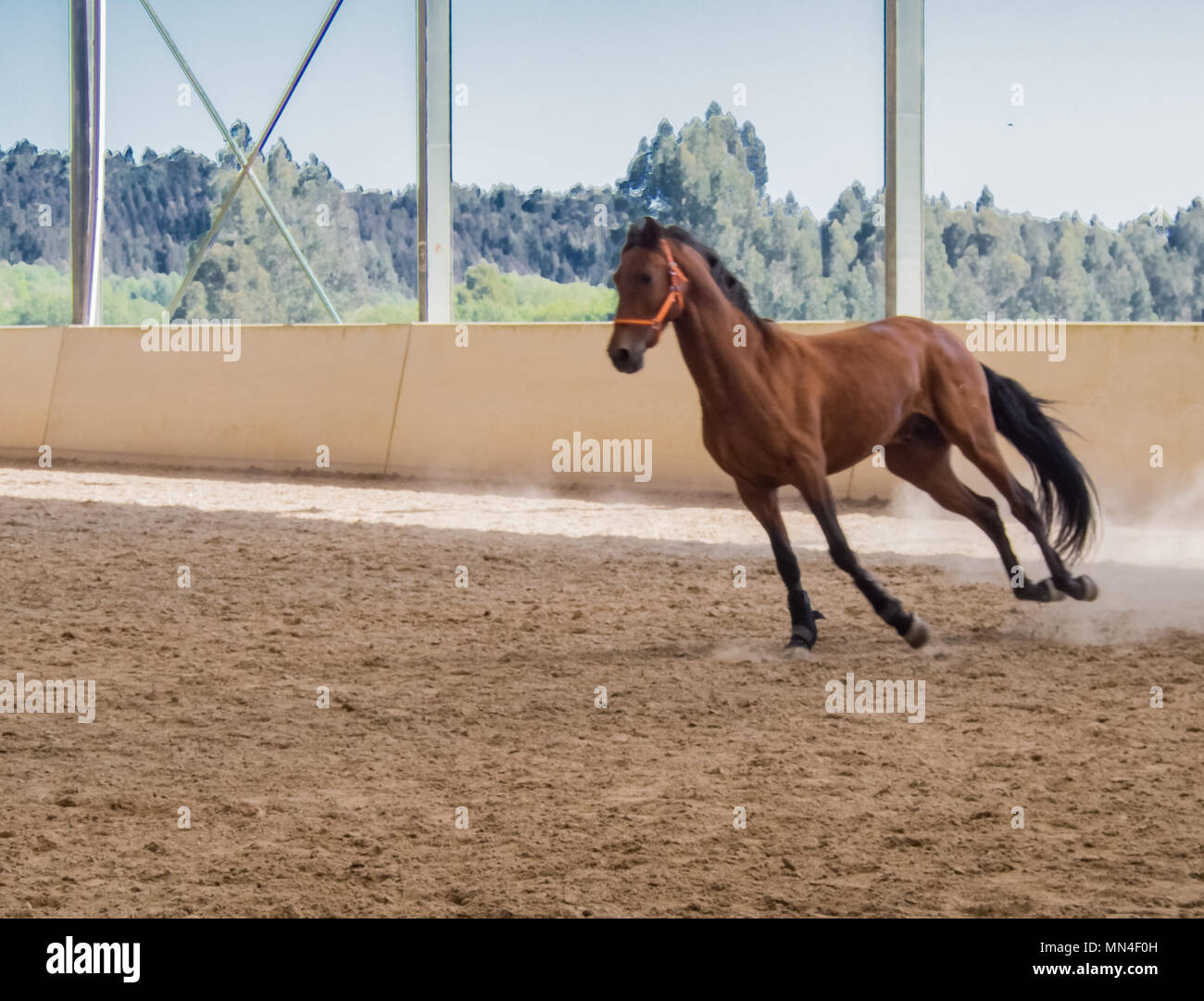 Horse training in wooden arena Stock Photo - Alamy