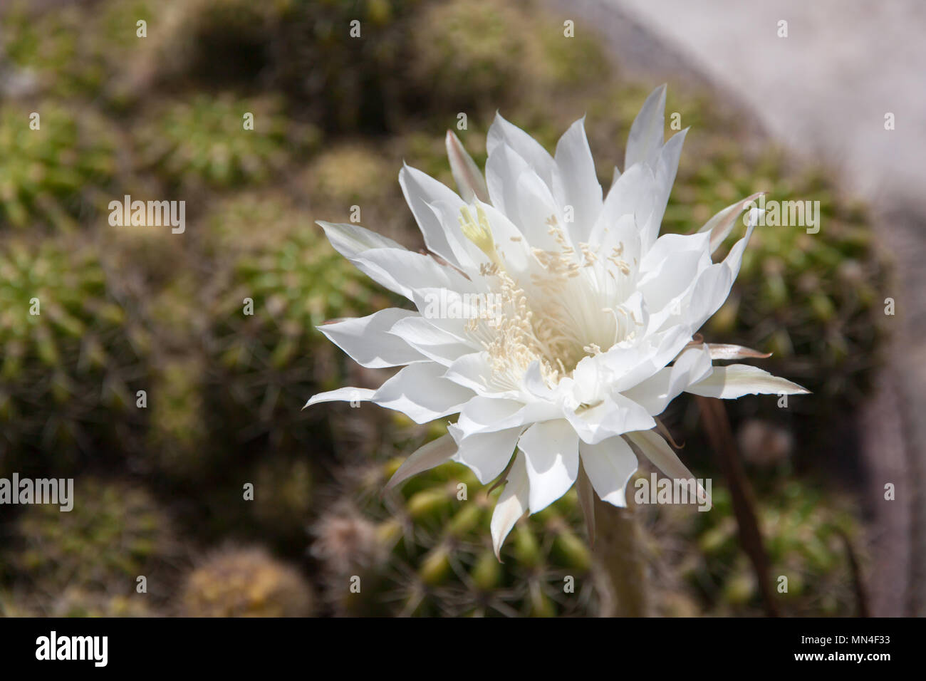 White cactus flower closeup under morning sun light. Nature background Stock Photo