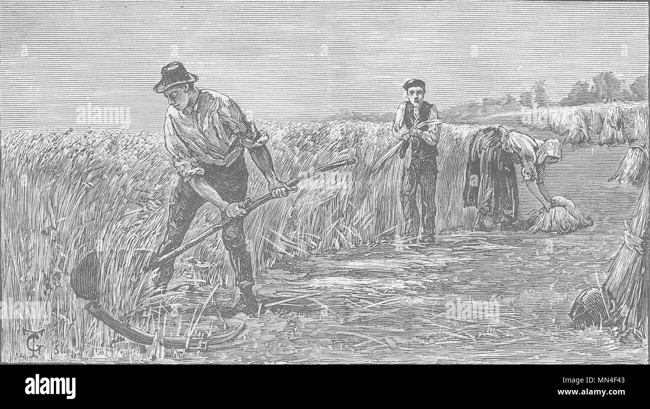 ENGLAND. English harvesters 1894 old antique vintage print picture Stock Photo