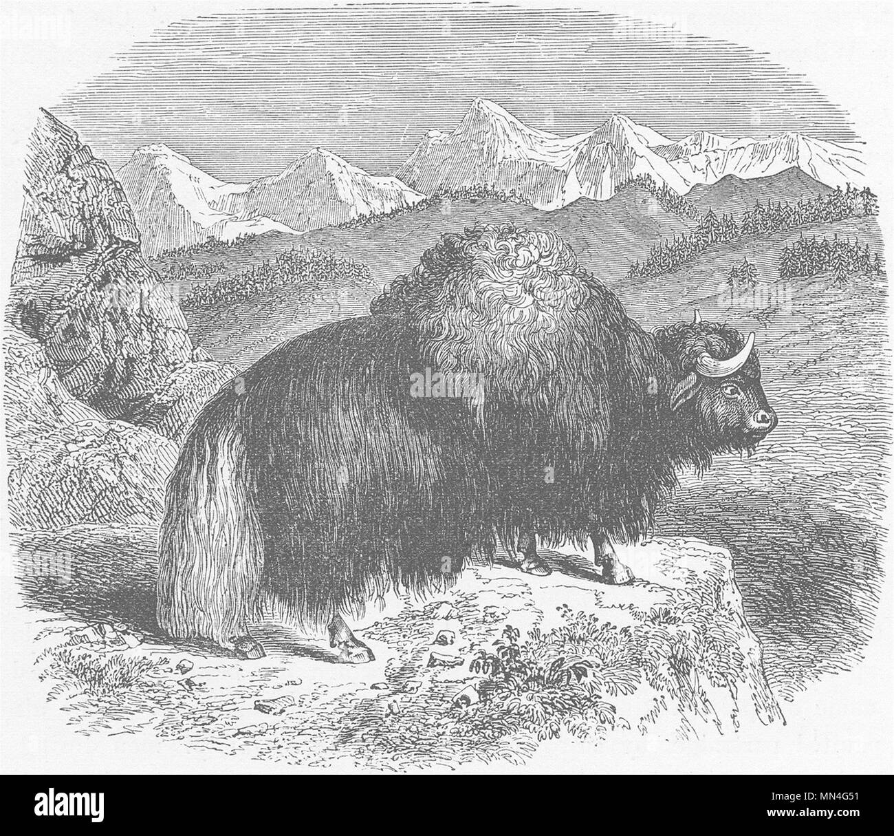 TIBET. The Yak (Bos grunniens) of Tibet 1892 old antique vintage print picture Stock Photo