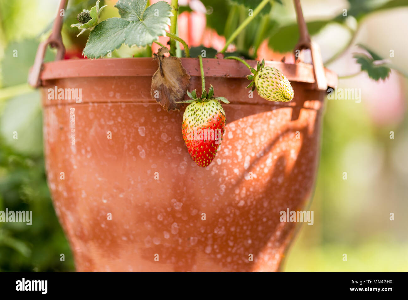 Strawberry plants in pots hanging at a botanical garden in greenhouse
