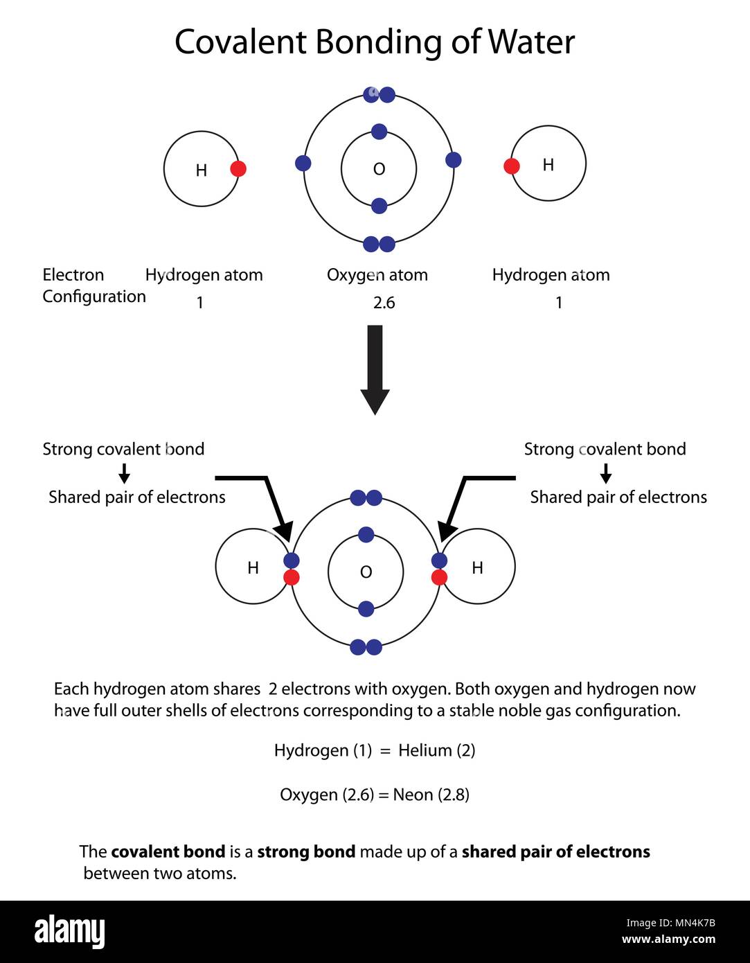 Diagram to illustrate covalent bonding in water with a fully labelled diagram. Stock Vector