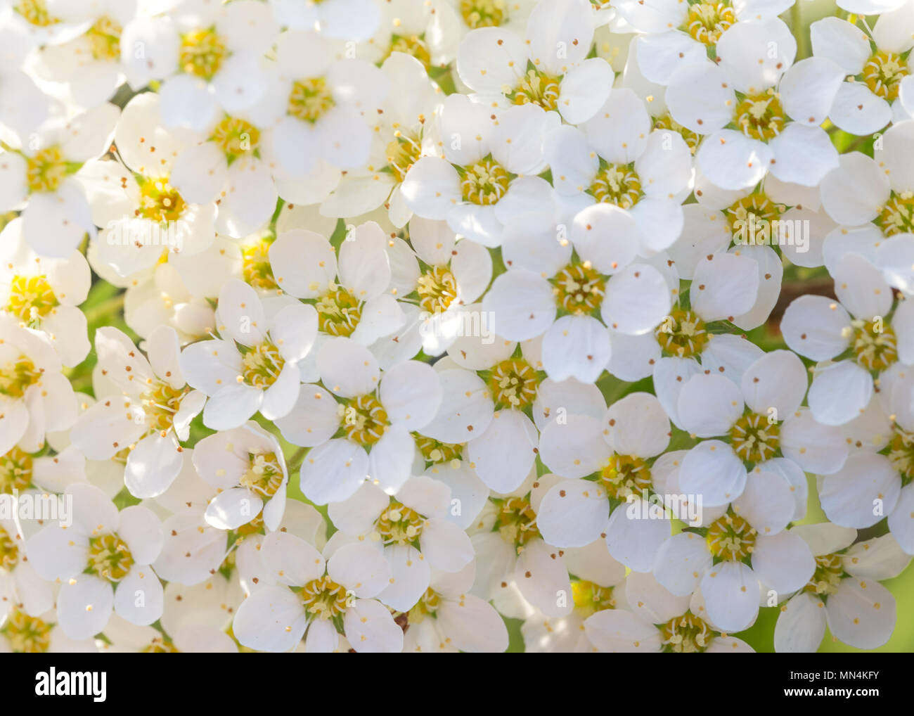 Pretty white flowers blooming in a garden Stock Photo