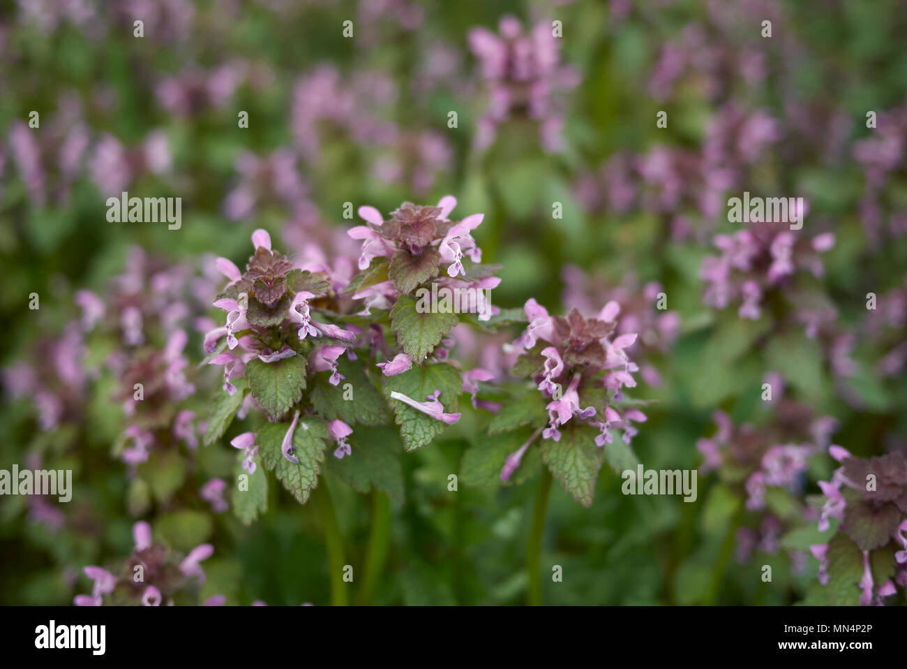 Lamium purpureum plants Stock Photo