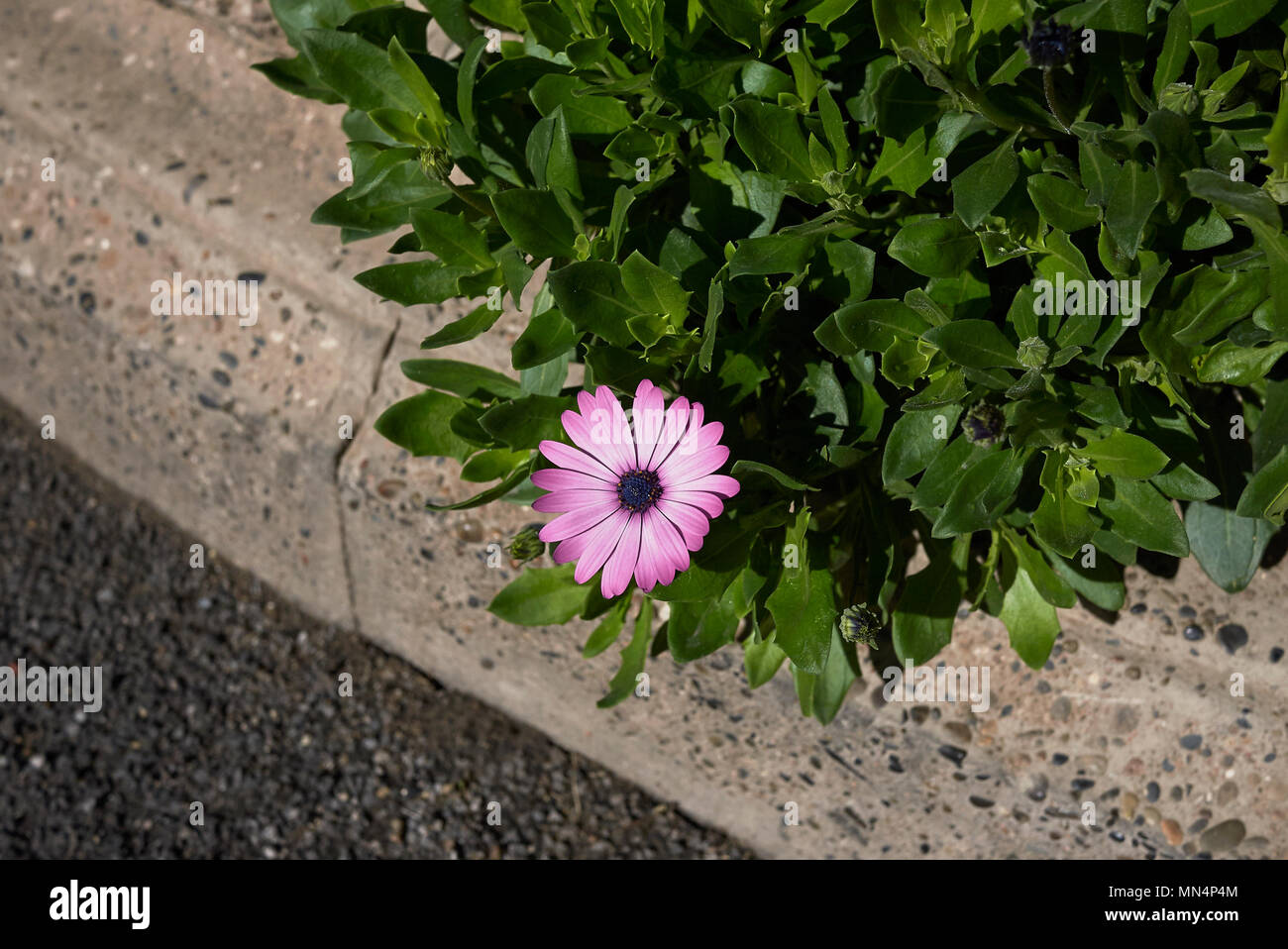 Dimorphotheca pluvialis in a flowerbed Stock Photo