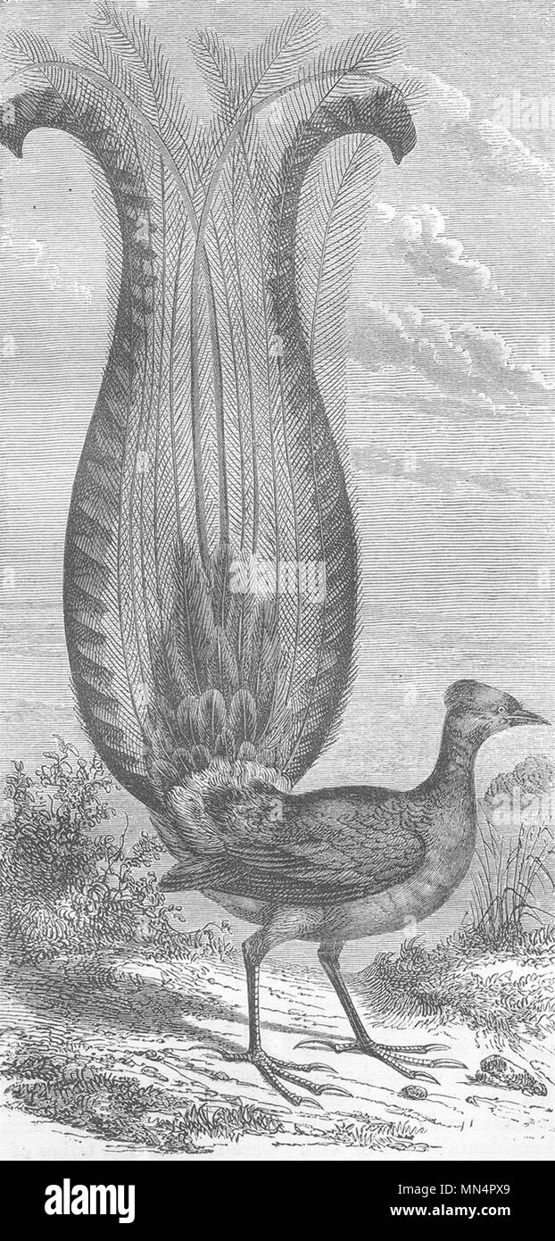 AUSTRALIA. Lyre-Bird 1870 old antique vintage print picture Stock Photo