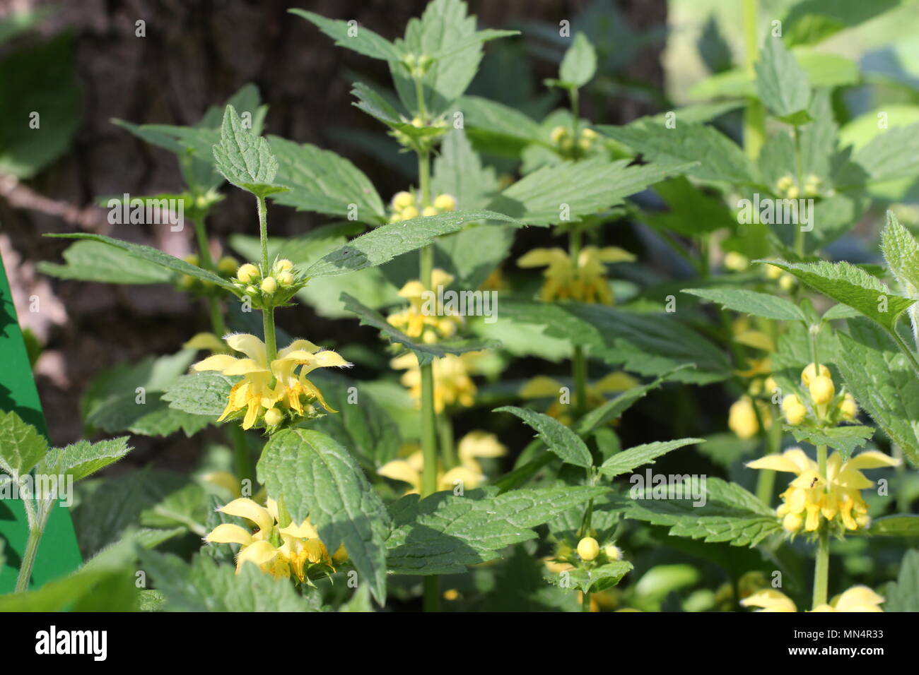 Yellow flowers of Lamium galeobdolon Stock Photo