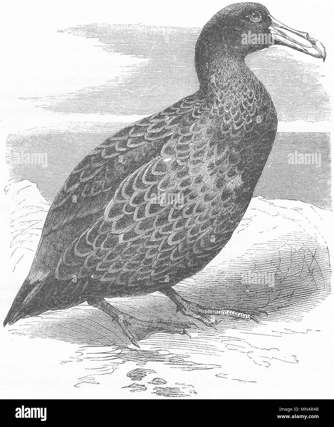 BIRDS. Sea-Flier. Petrel, Storm Bird. Giant c1870 old antique print picture Stock Photo