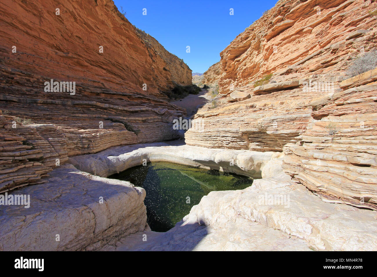 Yellow and red waved rock layers, Big Bend National Park, USA Stock Photo