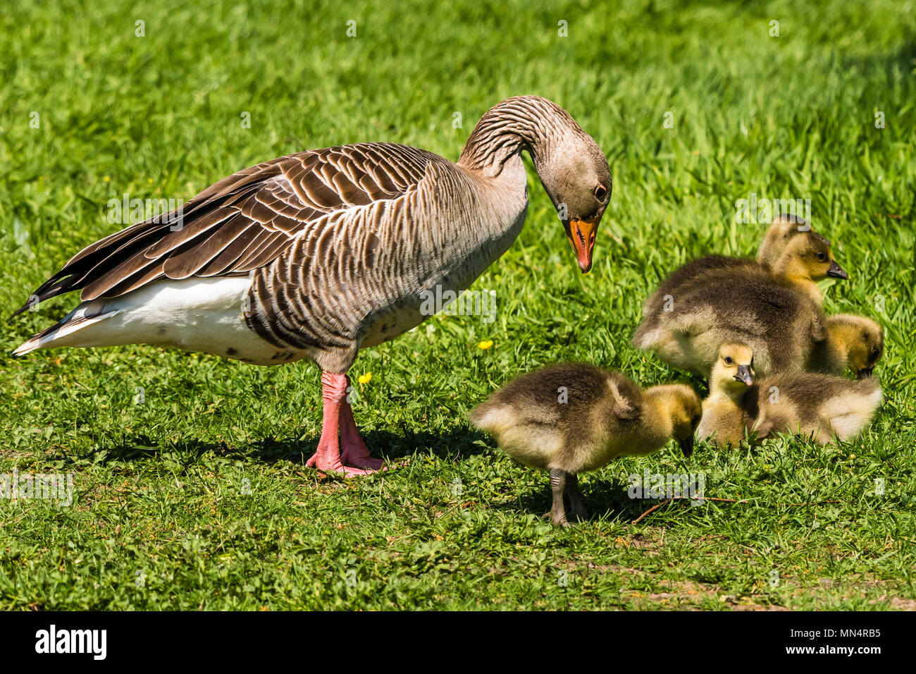 Greylag Goose and goslings at Chartwell, Kent, UK Stock Photo